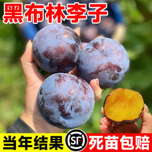 �ڲ��ִ����Ә�����Ʒ�N�Ϸ������Nֲ�޽���ͥԺ���Թ��䮔��Y��