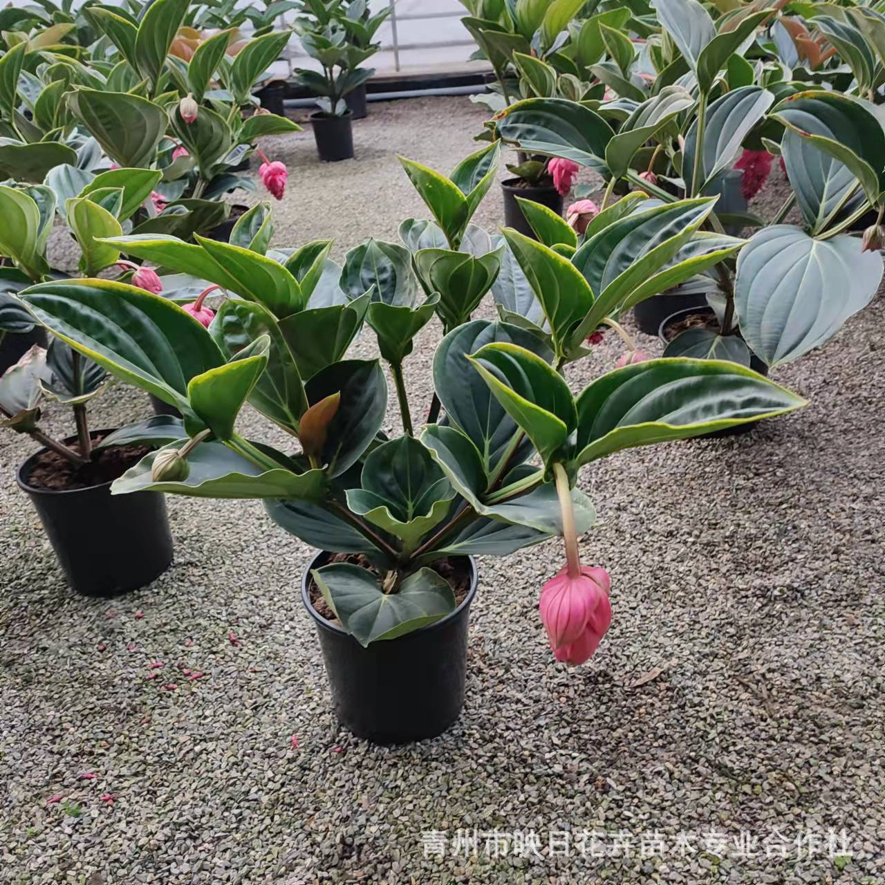 4ae380372283e469c004403c7a6778