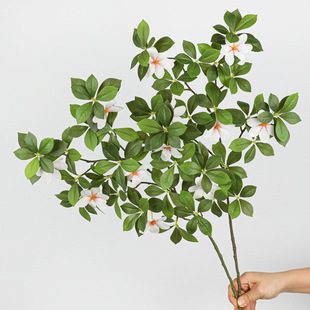 ƽ��d���~�d�ӻ����u��������Gֲ�d���~��֦�Ҿ��b�ɭϵ����