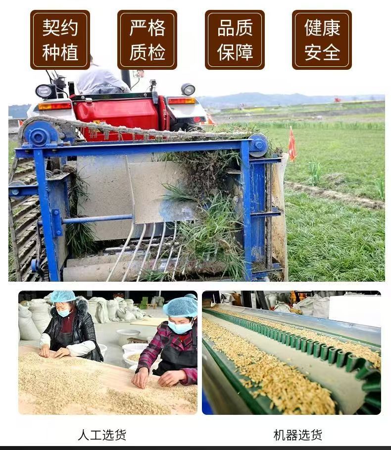Sichuan Mai Dong Dried Ophiopogon Root 100g Bag for Tea Soup and Congee preparation