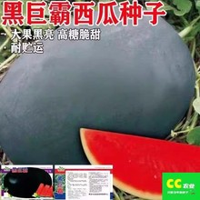 黑巨霸西瓜种子高产巨无霸红瓤瓜籽四季水果原装种子大全代发批发