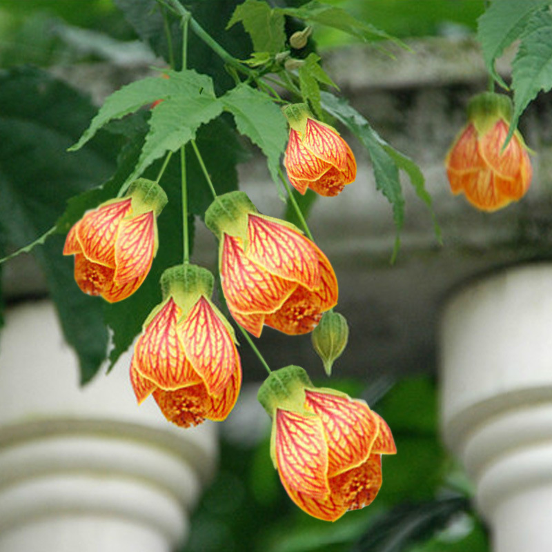 木本灯笼花苗 风铃扶桑花,纹瓣悬铃花 金铃花盆栽苗 倒挂金钟花苗