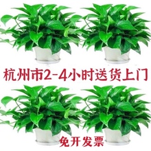 杭州绿萝盆栽室内好养绿植水培长藤大绿箩吊兰吸除甲醛净化空气