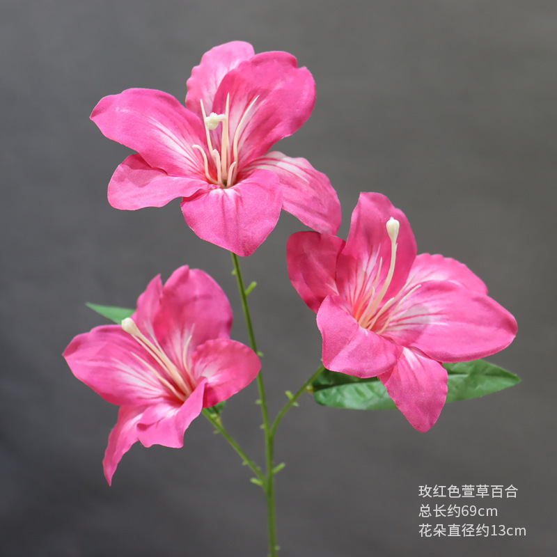 Lirio de hemerocallis rojo rosa