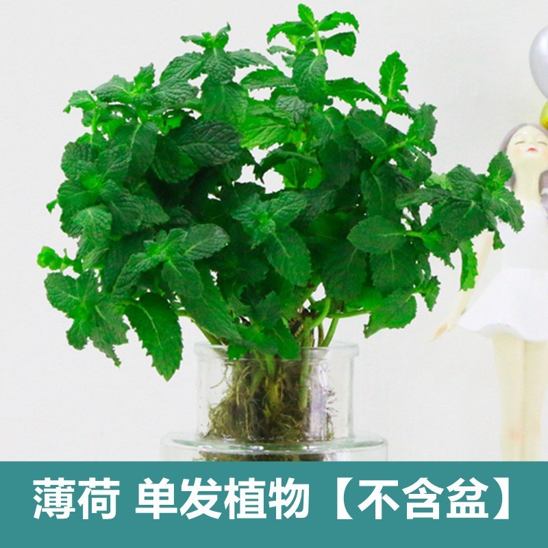 엄선된 민트 10그루와 화분 1개(수경재배/토양재배)와 무영양비료