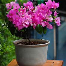 ƷNڻذ÷ԎͺͥԺϘļ_֮