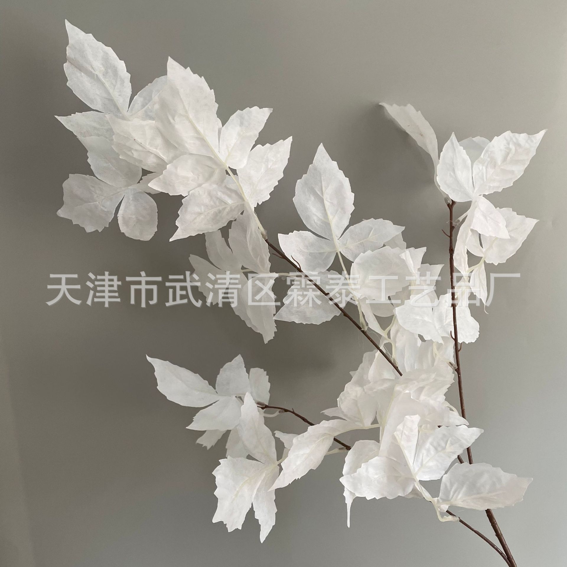 화이트