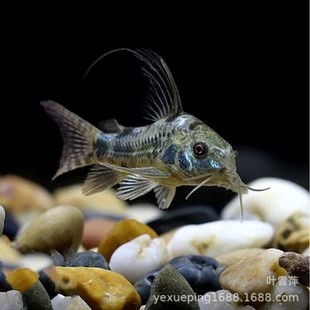 �������������~�^�p�Ꭷ�~��ˮ�͗����w�����С�͹��߳����~���l
