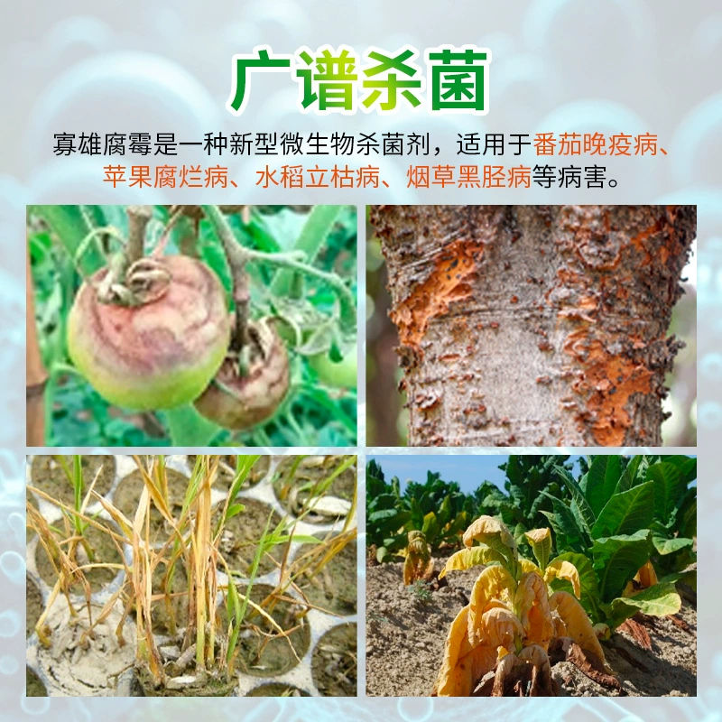 Pythium 50g per bag