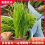 多年生护坡盆栽绿化狼尾草