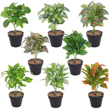 ����G�}�~���� �ع����~�����~�[���҃�ֲ���ľGֲС�Ѳ��b