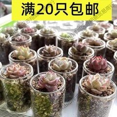 多肉小ガラス瓶透明仙人球植木鉢ミニ肉栽培植木鉢家庭用シンプルなミニバスケット