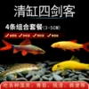 [Recommendation for small tanks] Clear tank Four Musketeers 1 piece each of 3~5CM, 4 pieces in total