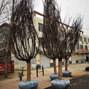 ɽ�|���س��۴�֦�ɼ ��Ƥ�ɼ ���� ���ɼ�ߴ�ֱͨ �ֹ���