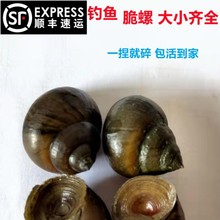 顺丰包邮脆螺钓青鱼鱼饵螺鲜活田螺活体螺蛳青鱼饵黑鲩青打窝石螺