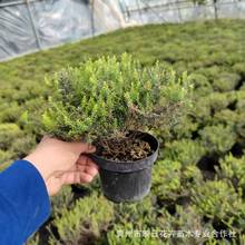 �Wʯ骻������Ի������l���R���������ݻ��Wʯ骳��G�_���r��G��