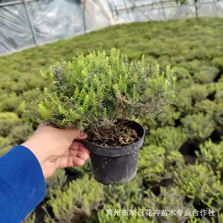 欧石楠花苗盆栽基地批发花镜花坛冬季草花欧石楠常绿开花价格绿化