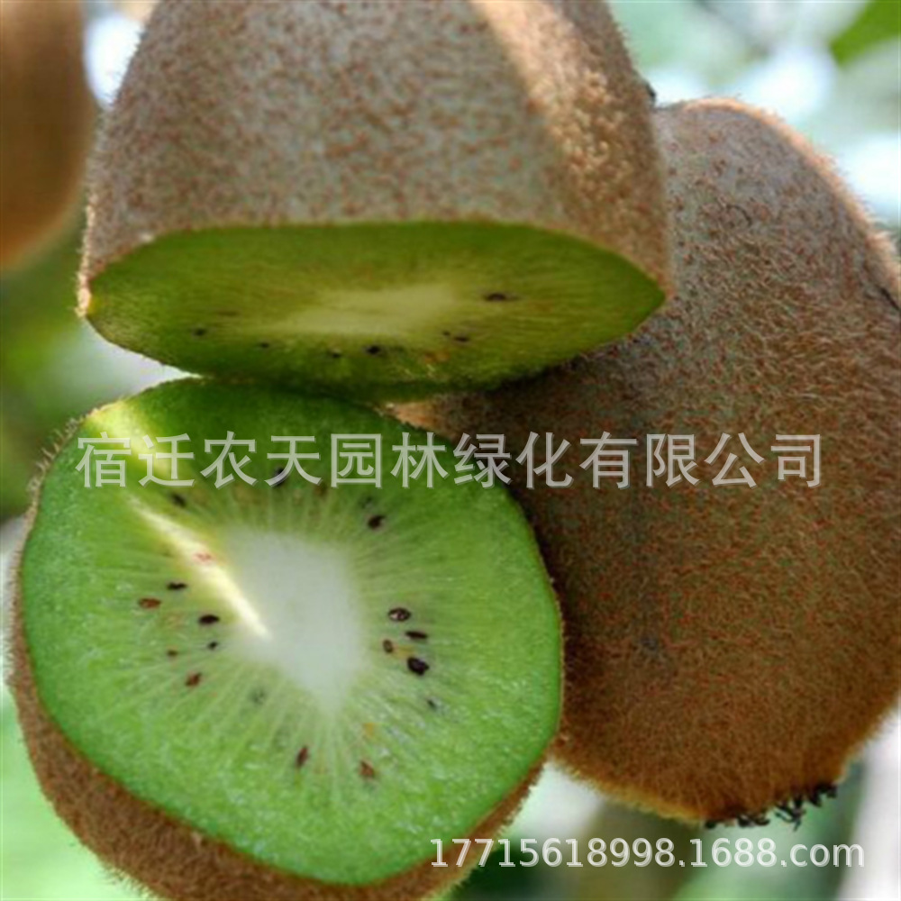 龙城二号软枣猕猴桃树苗盆栽地栽丹东长果软枣子苗奇异莓爬藤果树
