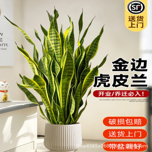 ��߅��Ƥ�m�҃ȴ��;Gֲ�͏dˮ��������k���Һ��B���ļ���β����