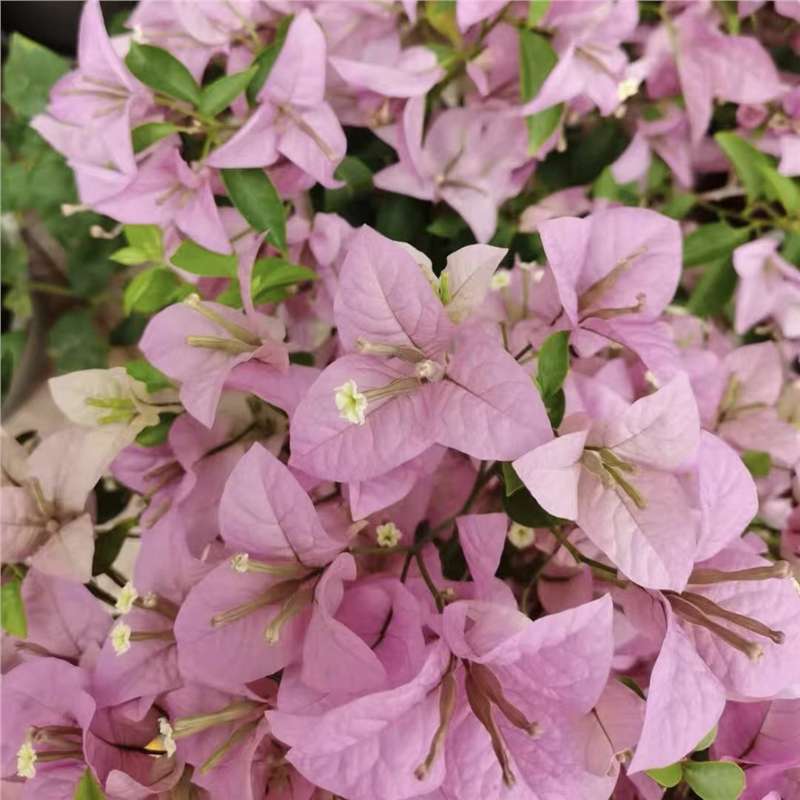 Ciruela triangular planta en maceta nueva variedad de flores de flores de rosa balcón patio aire purificado cuatro estaciones flores bonsai