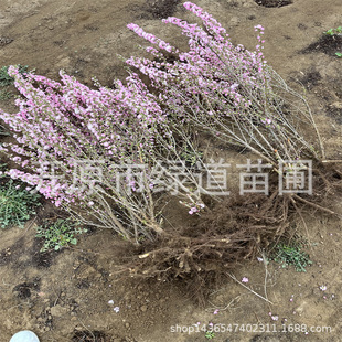 辽宁丛生红花麦李灌木耐寒白花麦李小苗绿篱工程树苗麦李树球-阿里巴巴