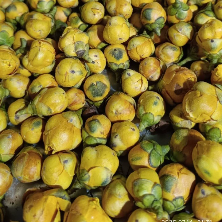 Чай из золотой камелии, чай из золотых почек, произрастает в горах Ваншанда в провинции Гуанси, ферментированные сублимационным способом цветочные бутоны, натуральный.