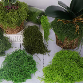 仿真丝状苔藓人造diy景观布置青苔丝绿植草坪盆栽装饰铺面羊毛藓