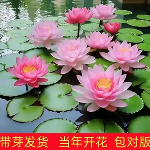 ��˯ɏˮ����Kֲ��������^�p�ɻ�������ѿ�����~����ɏ�ļ�����