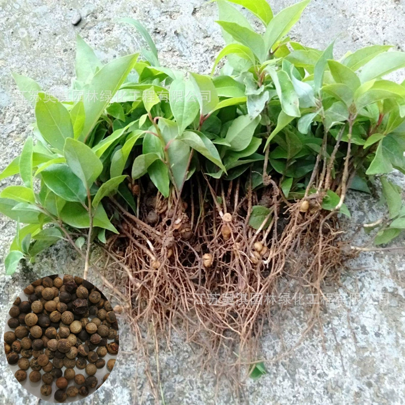 Семена корицы камфоры мелкие листья семена корицы камфоры большие листья корицы камфоры виды деревьев корицы камфоры озеленение переулок семена дерева корицы камфоры Four Seasons зеленые виды деревьев