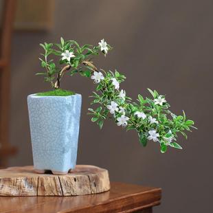 June Snow Bonsai Mini Small Plant Indoor Potted Office Green Plant Flower Cliff Shape Shade-Tolerant Easy to Care for