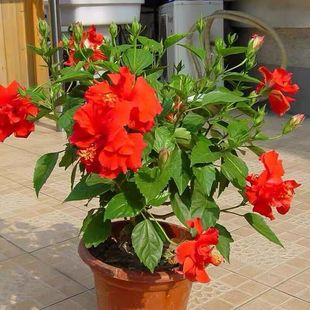 һ�����lľ�Ȼ������ذ��M�ڵ�����ɣ��������ļ��_��ֲ���̨