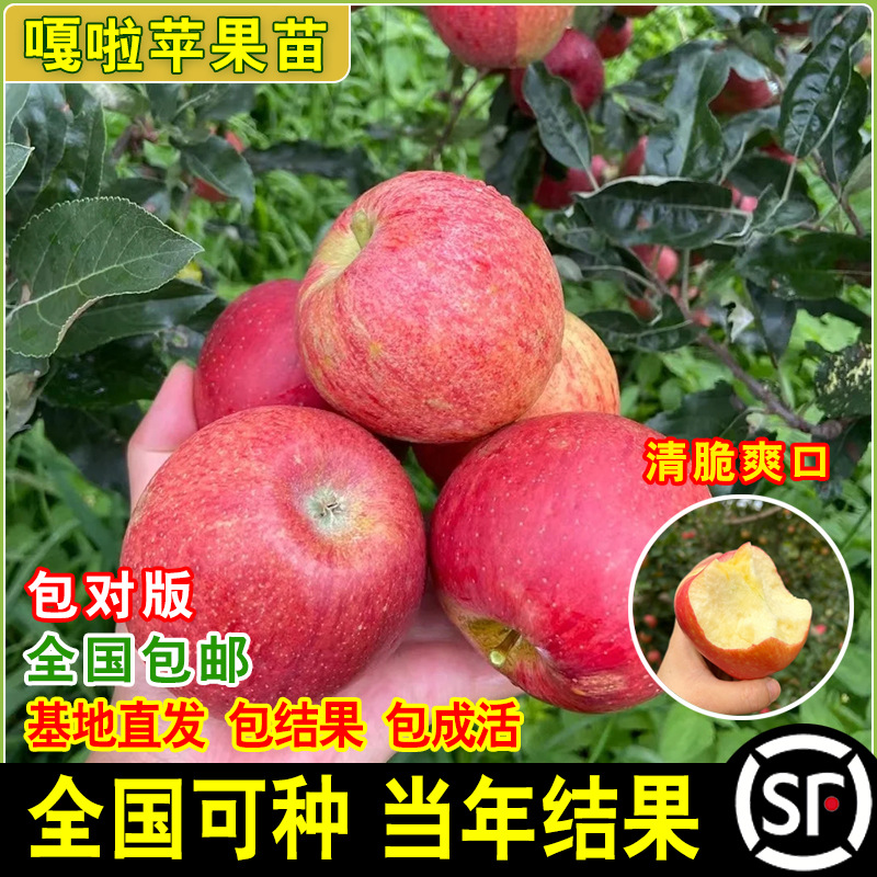 新品种新西兰嘎啦苹果树苗栽地栽糖心嘎拉苹果嫁接苗南方北方种植