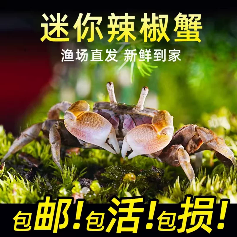 Миниатюрная крабовая живьё- crab?