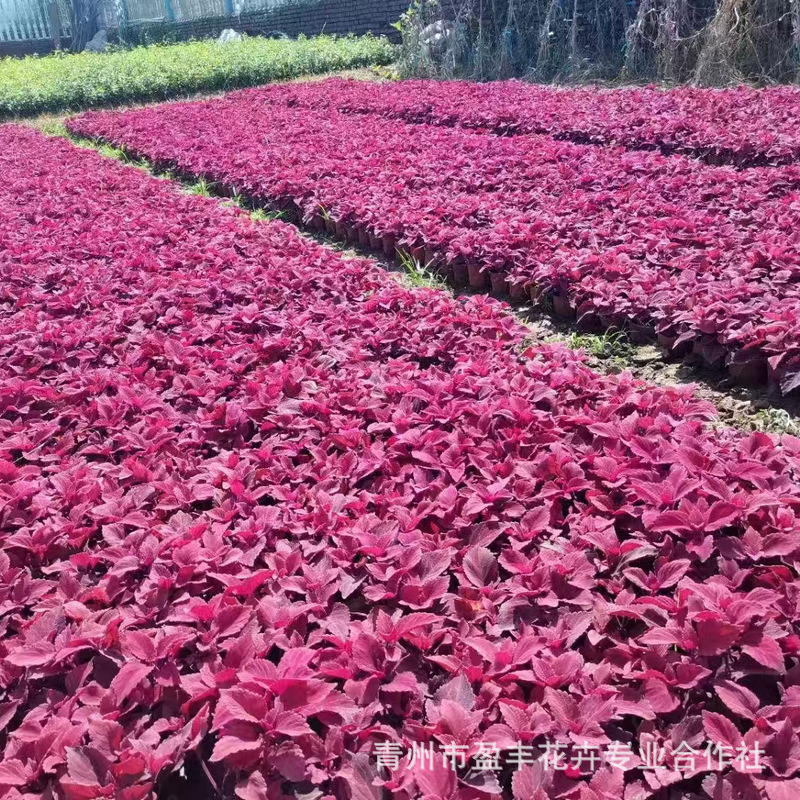 56c50034b4304f936b4db0f6024c09