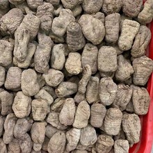 庞氏食品   10头天麻  西藏 乌天麻