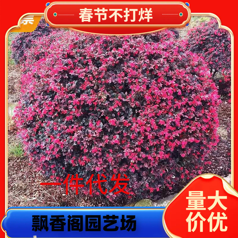 一件代发红花继木球红花檵木树苗老桩盆景庭院园林绿化带工程苗木