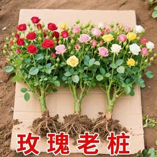 õ�廨���Ϙ��Gֲ�������¼��ϸ��̨�ش󻨻��ļ��tõ���_��ͥԺ