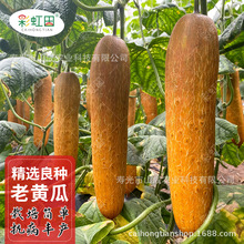 ƤSϷNӖ|SSϷN͟ļ߲˷Nݴȫһl