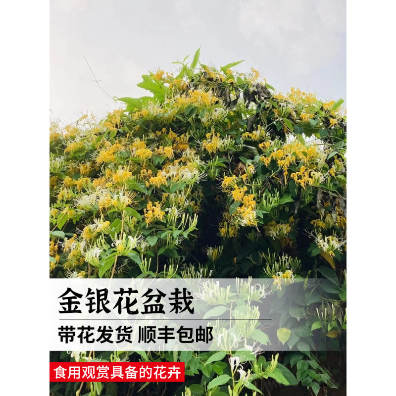 可食用金银花树苗浓香四季开花卉盆栽阳台庭院爬藤植物老桩带花苞
