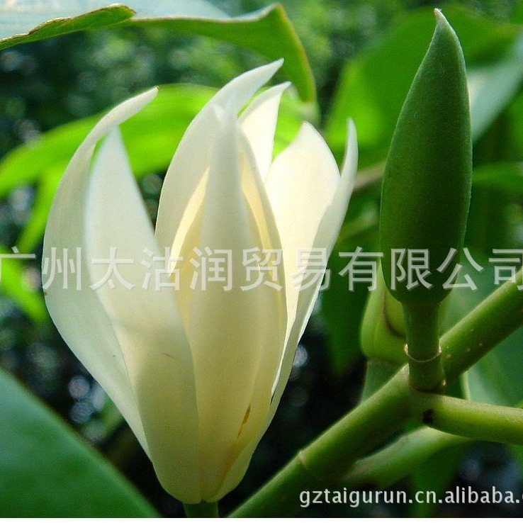 供应植物白兰花精油 玉兰花精油 白兰花油原料批发