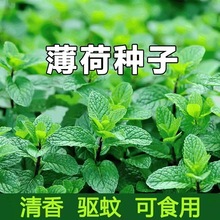 食用薄荷种子猫薄荷驱蚊盆栽四季播种花种籽子迷你重瓣新鲜种植