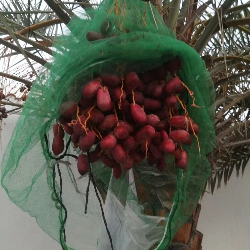 出口用椰枣网眼袋 椰枣网眼袋批发 厂家供应椰枣包装袋