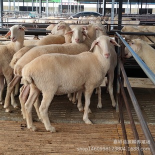 Сβ����r������ ���^�Ų��d�����һֻ Сβ�������ȥ���I