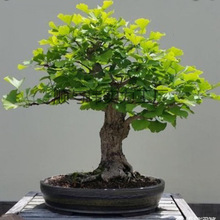 �y�Ә��辰�����҃Ⱥ��B�k�����Gֲ�������ͻ��ܾGֲ�҃ȾGֲ��