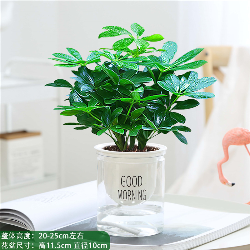 가게 주인이 추천하는 행운나무 25~30cm 4개 + 좋은 아침 대야 + 영양액