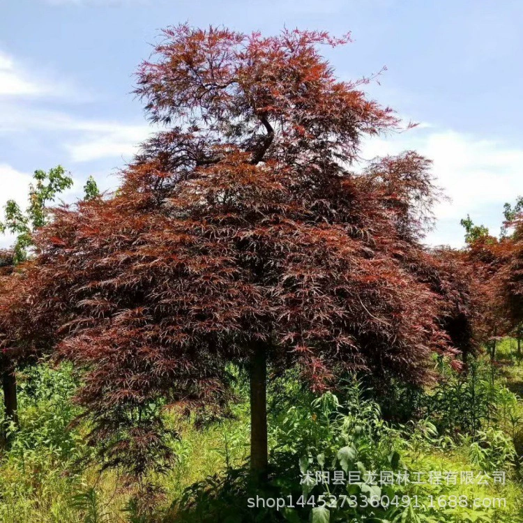 Перо кленовое красные листья проект по зеленению рассада родной перо кленовый двор зеленение перо кленовое