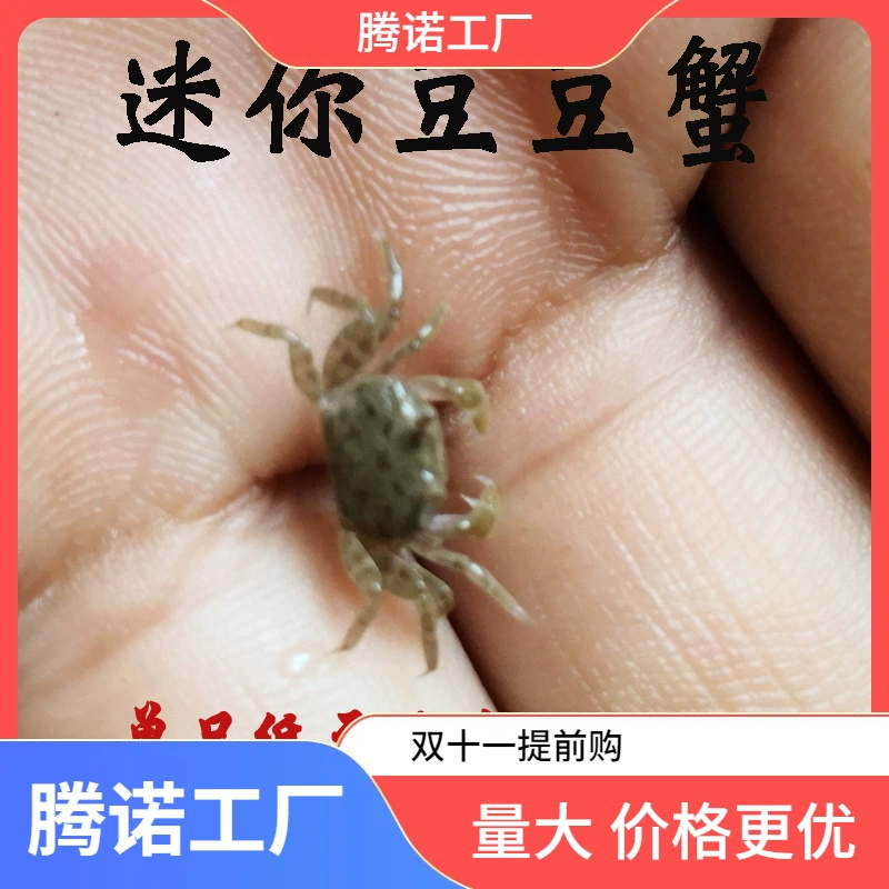 Мини-приманка для краба Doudou, живой домашний питомец, настольный декоративный краб, естественный краб, морской краб, пресноводный краб