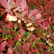 t~СɫGhɫKͺֲͥԺе̾Gľt~С