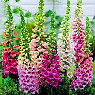 Spring and Autumn Sowing Courtyard Outdoor Corridor Florals Perennial Flowering Cold-Resistant Digitalis Seeds Digitalis Flower Seeds