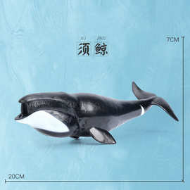 PVC塑胶 仿真海洋生物动物模型 海豚白鲸虎鲸大白鲨 儿童玩具摆件
